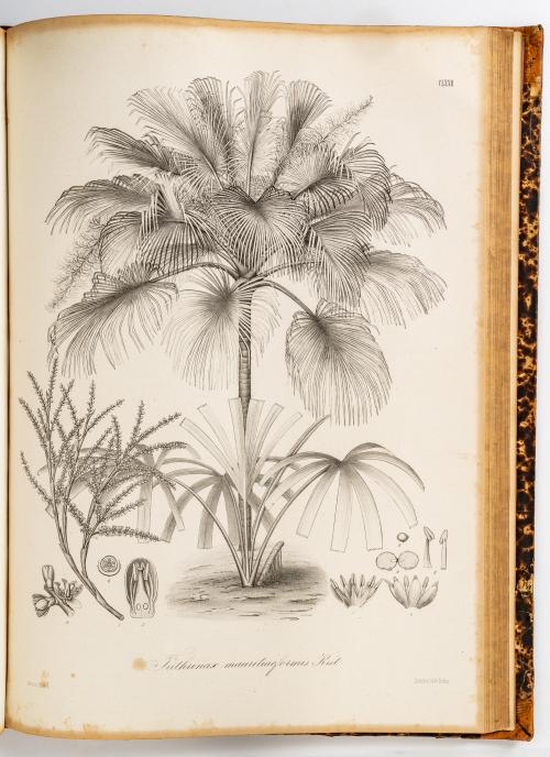 Karsten, Karl Heinrich Gustav Hermann : Flora Colombiae