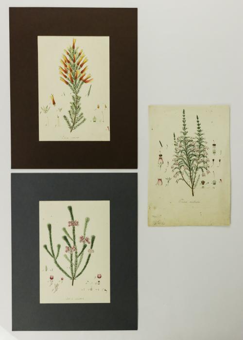3 grabados botánicos en cobre